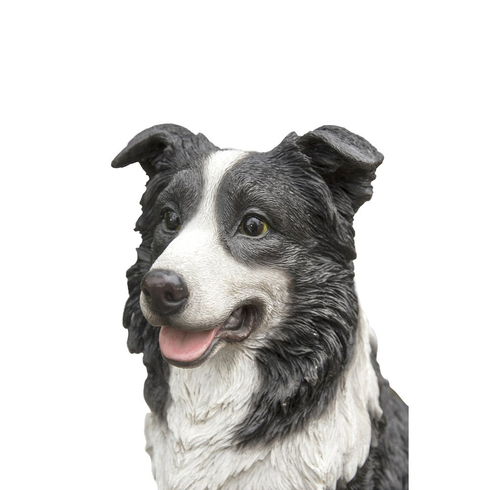 Border Collie Sitting