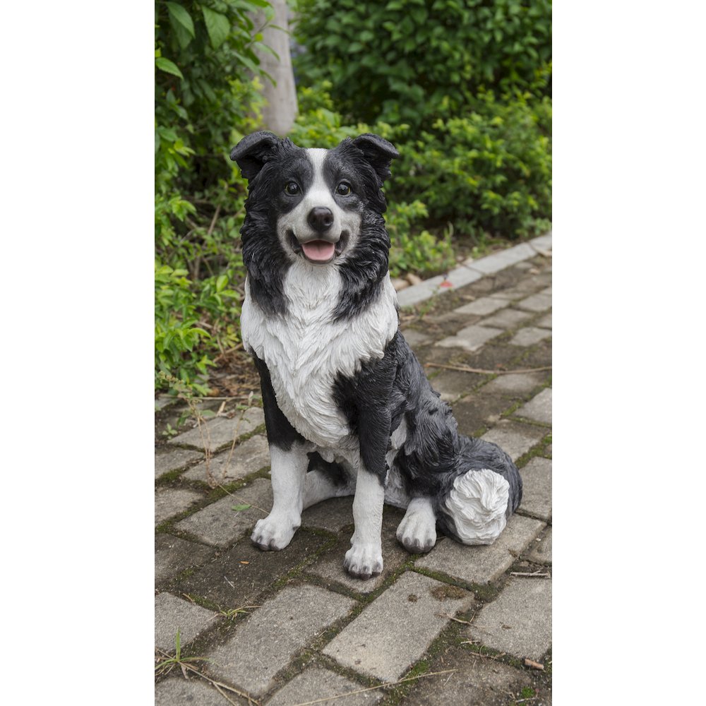 Border Collie Sitting