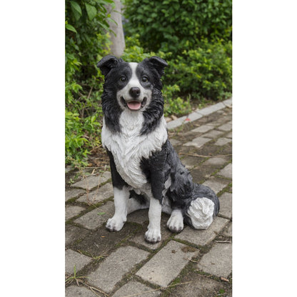 Border Collie Sitting
