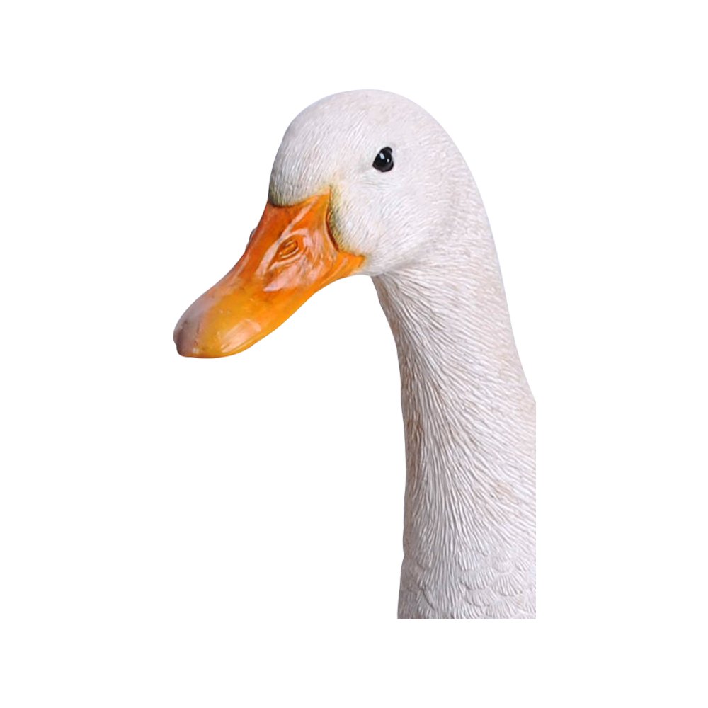 White Duck