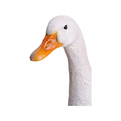White Duck