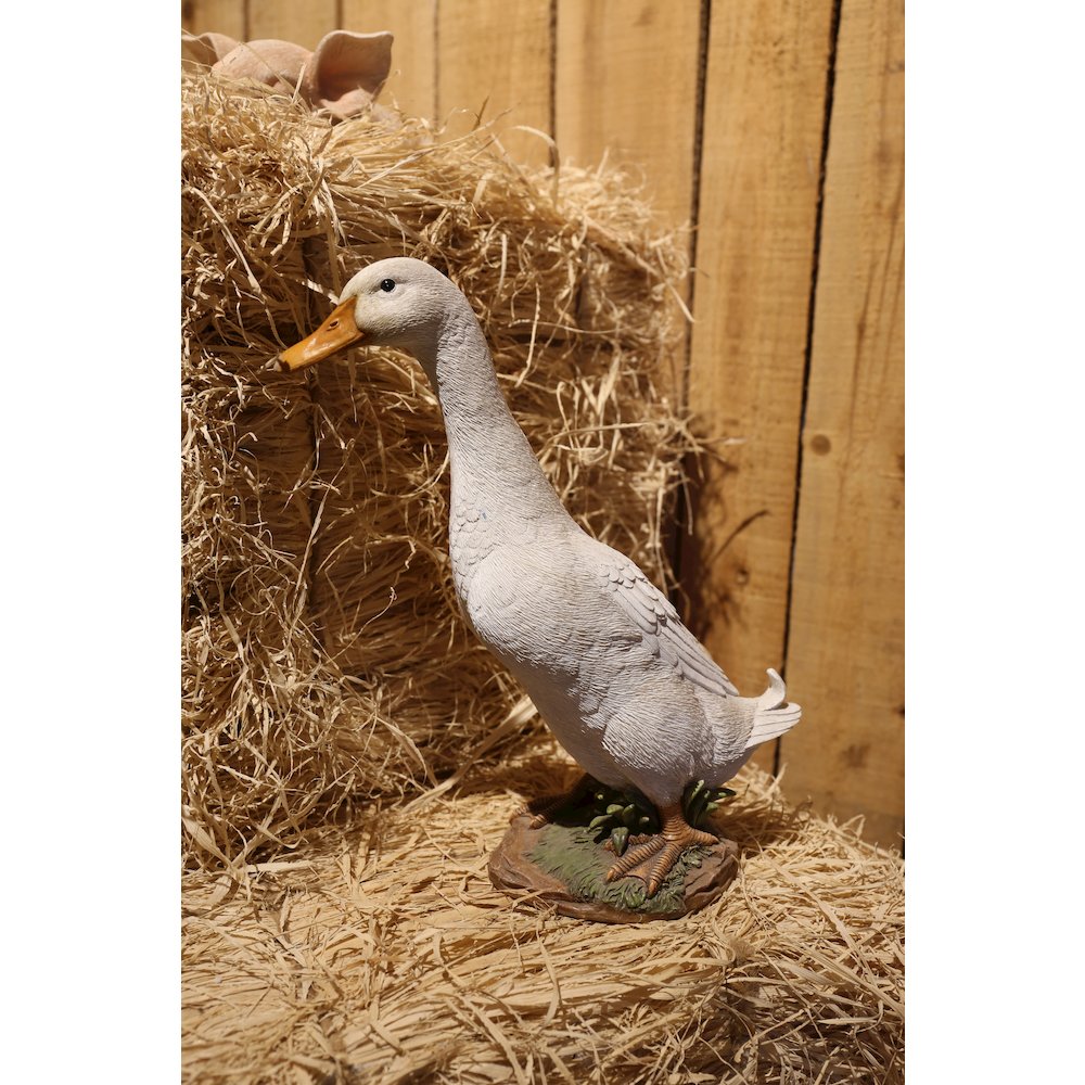 White Duck