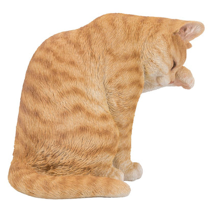 Orange Tabby Cat American Shorthair Washing