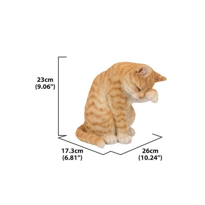 Orange Tabby Cat American Shorthair Washing