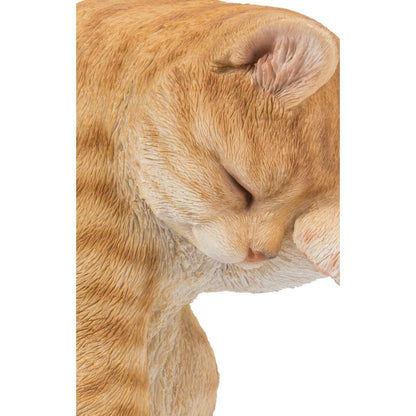 Orange Tabby Cat American Shorthair Washing