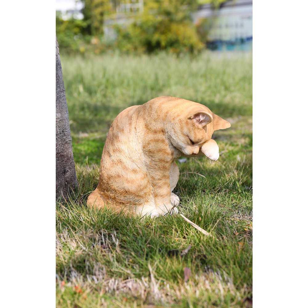 Orange Tabby Cat American Shorthair Washing