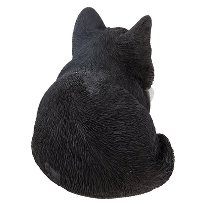 Black & White Kitten Sleeping