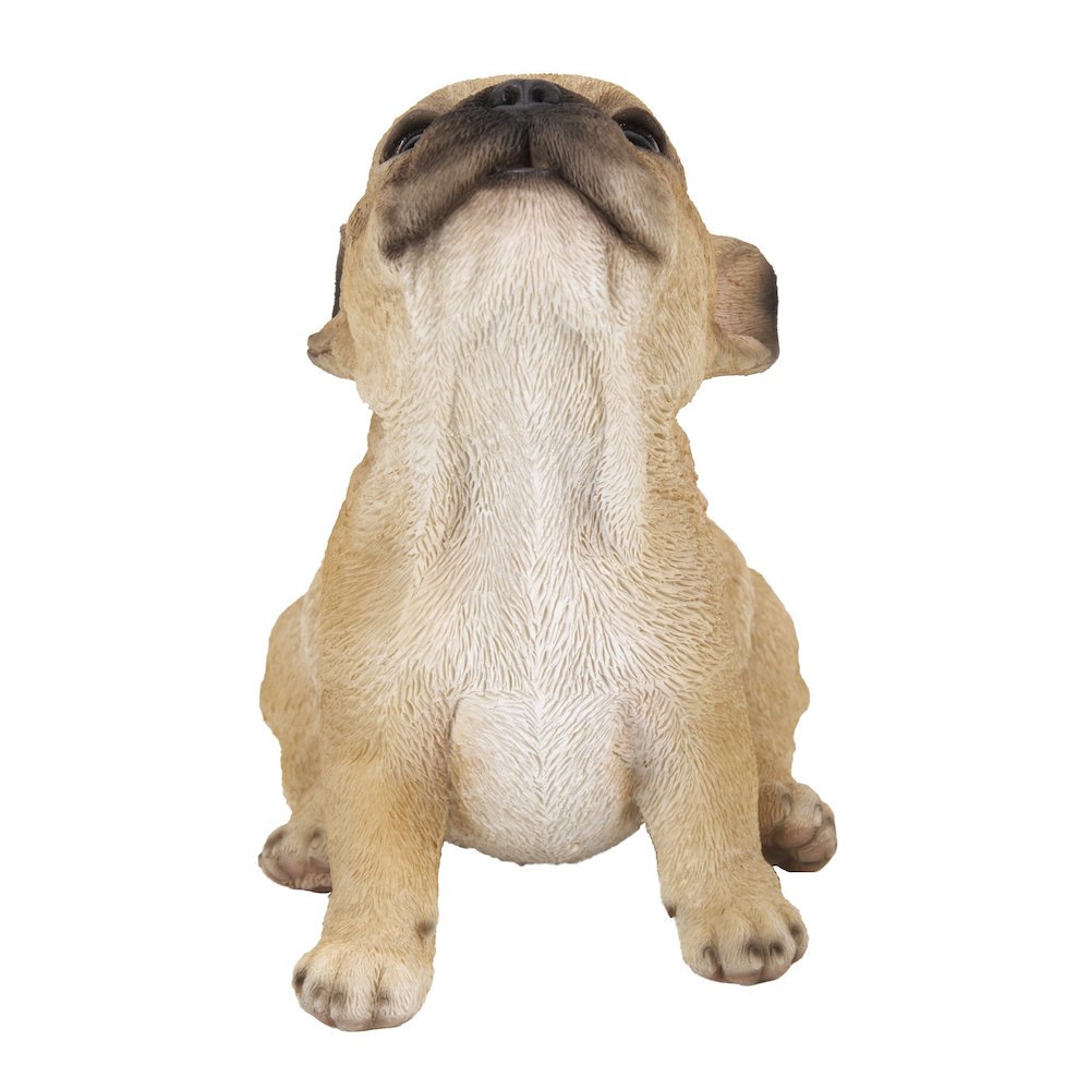 French Bulldog Puppy Howling