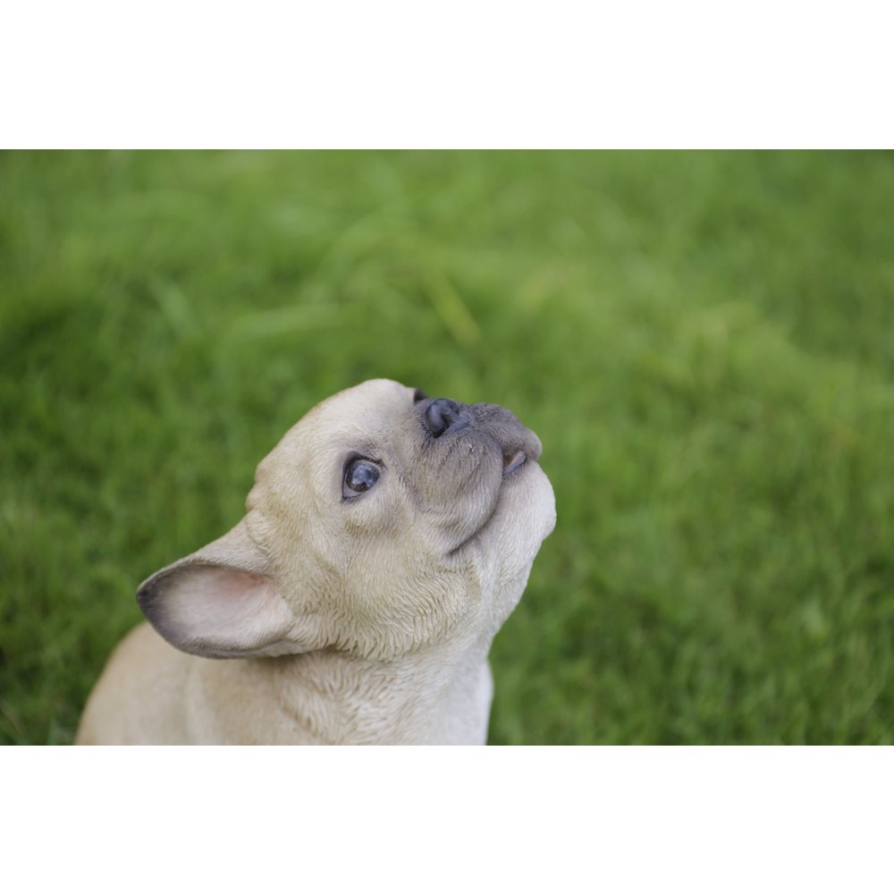 French Bulldog Puppy Howling