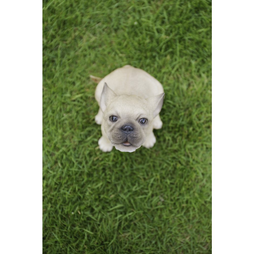 French Bulldog Puppy Howling