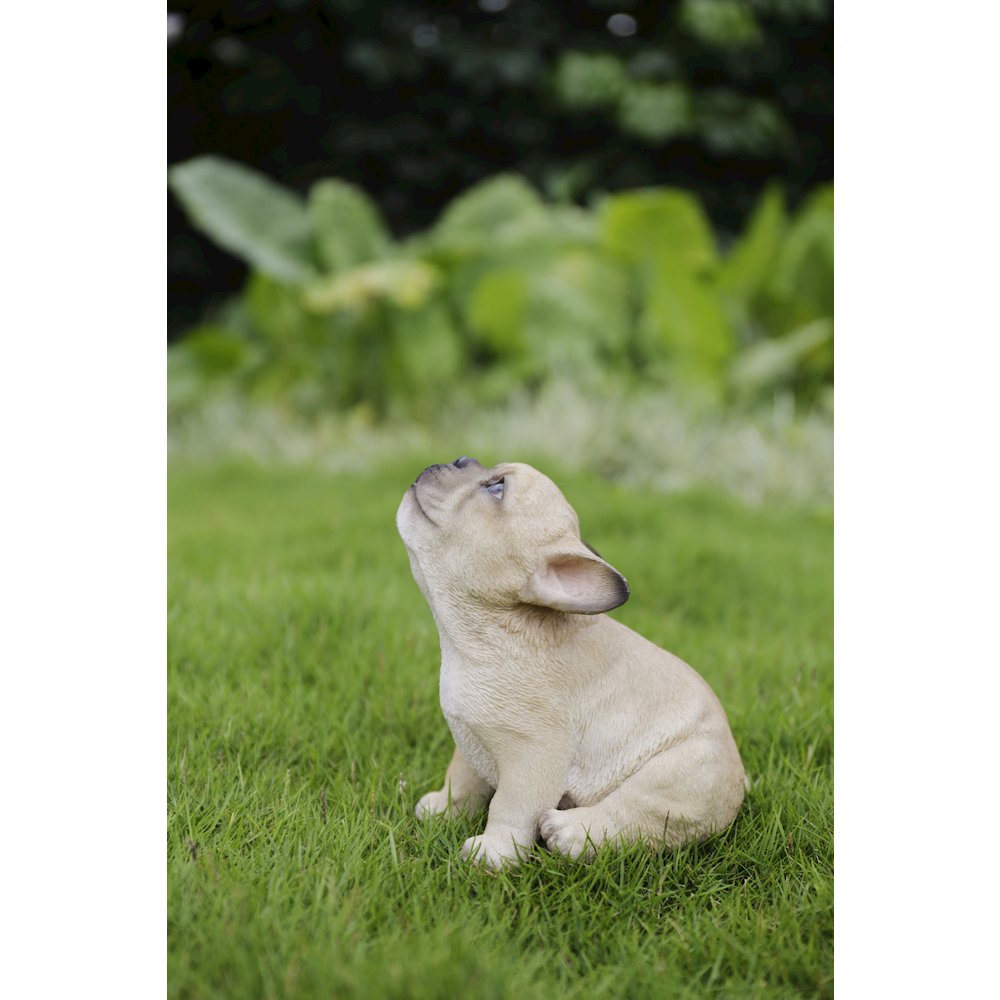 French Bulldog Puppy Howling