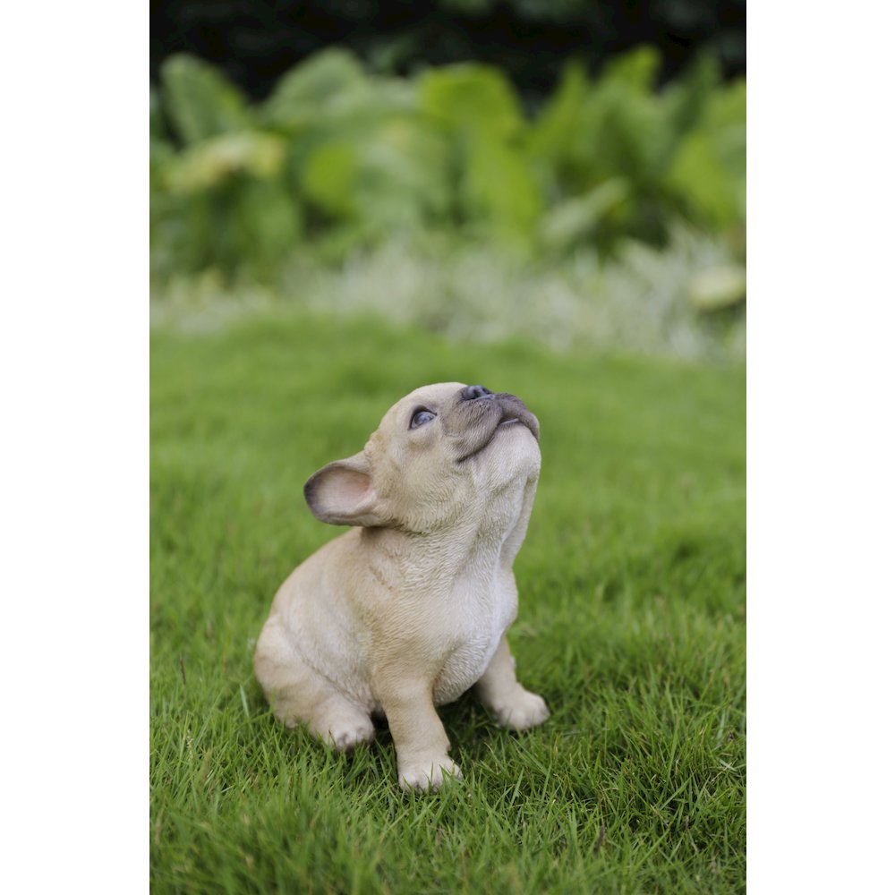 French Bulldog Puppy Howling
