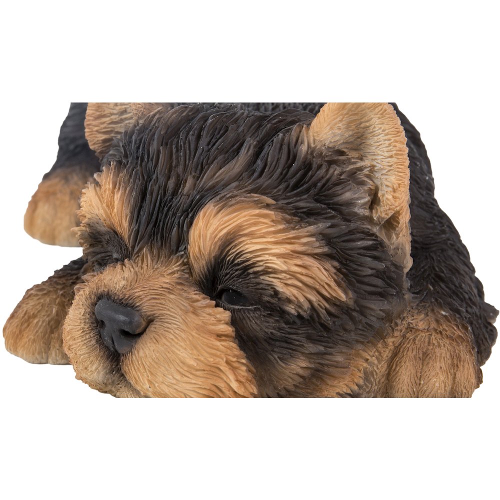 Yorkshire Terrier Puppy Sleeping