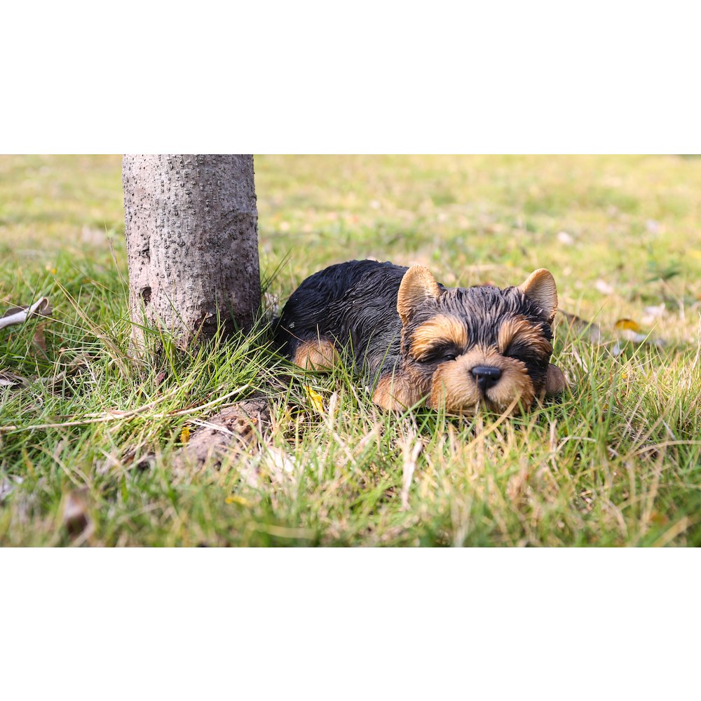 Yorkshire Terrier Puppy Sleeping