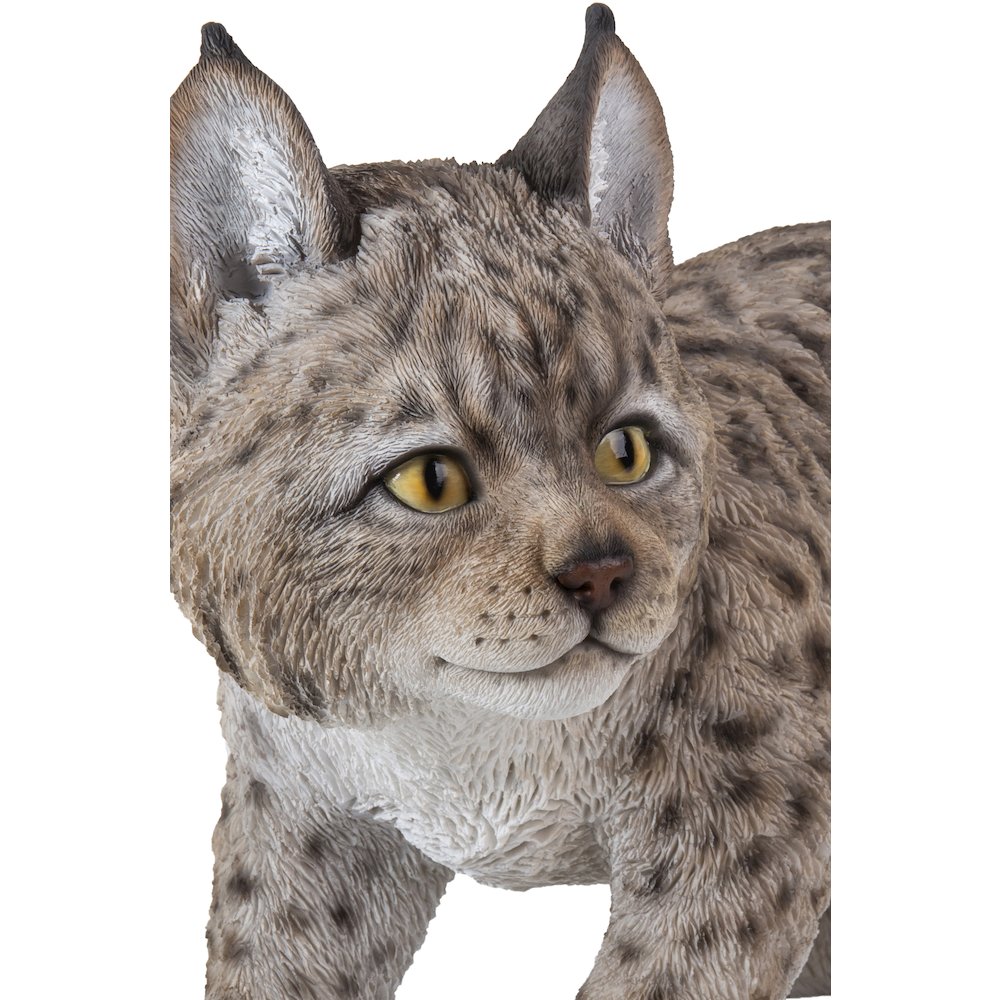 Lynx Kitten
