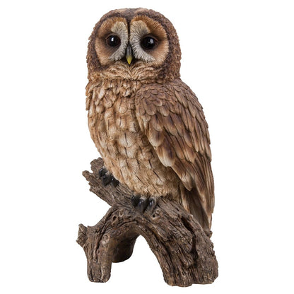 Brown Owl On Stump