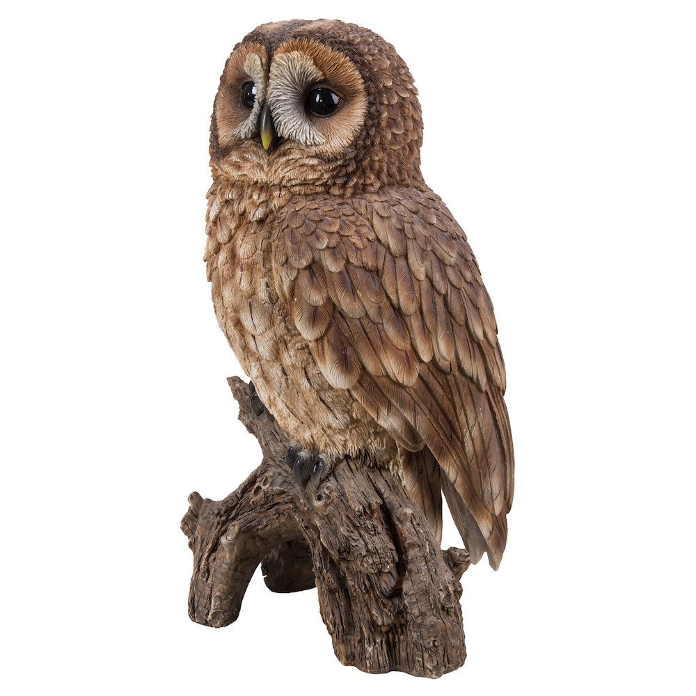 Brown Owl On Stump