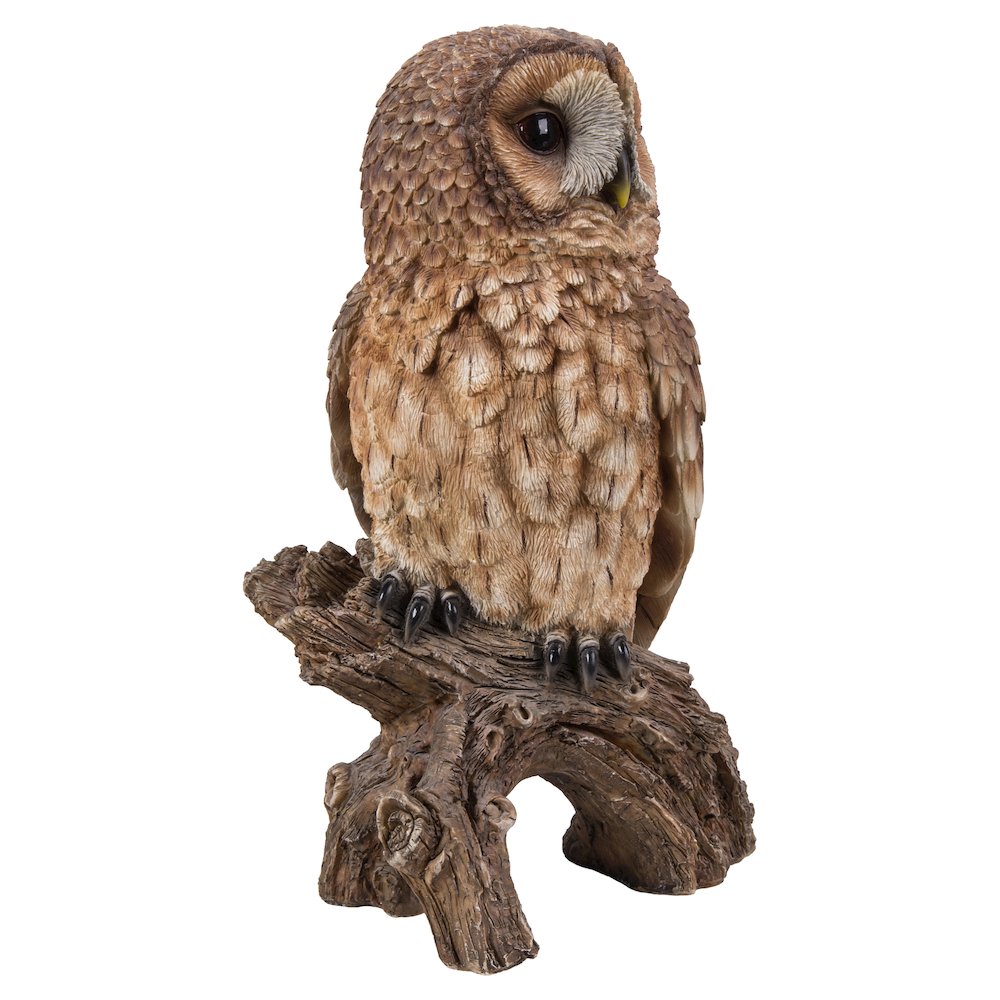 Brown Owl On Stump