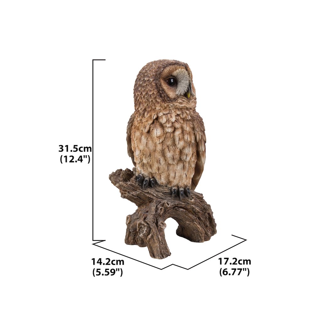 Brown Owl On Stump