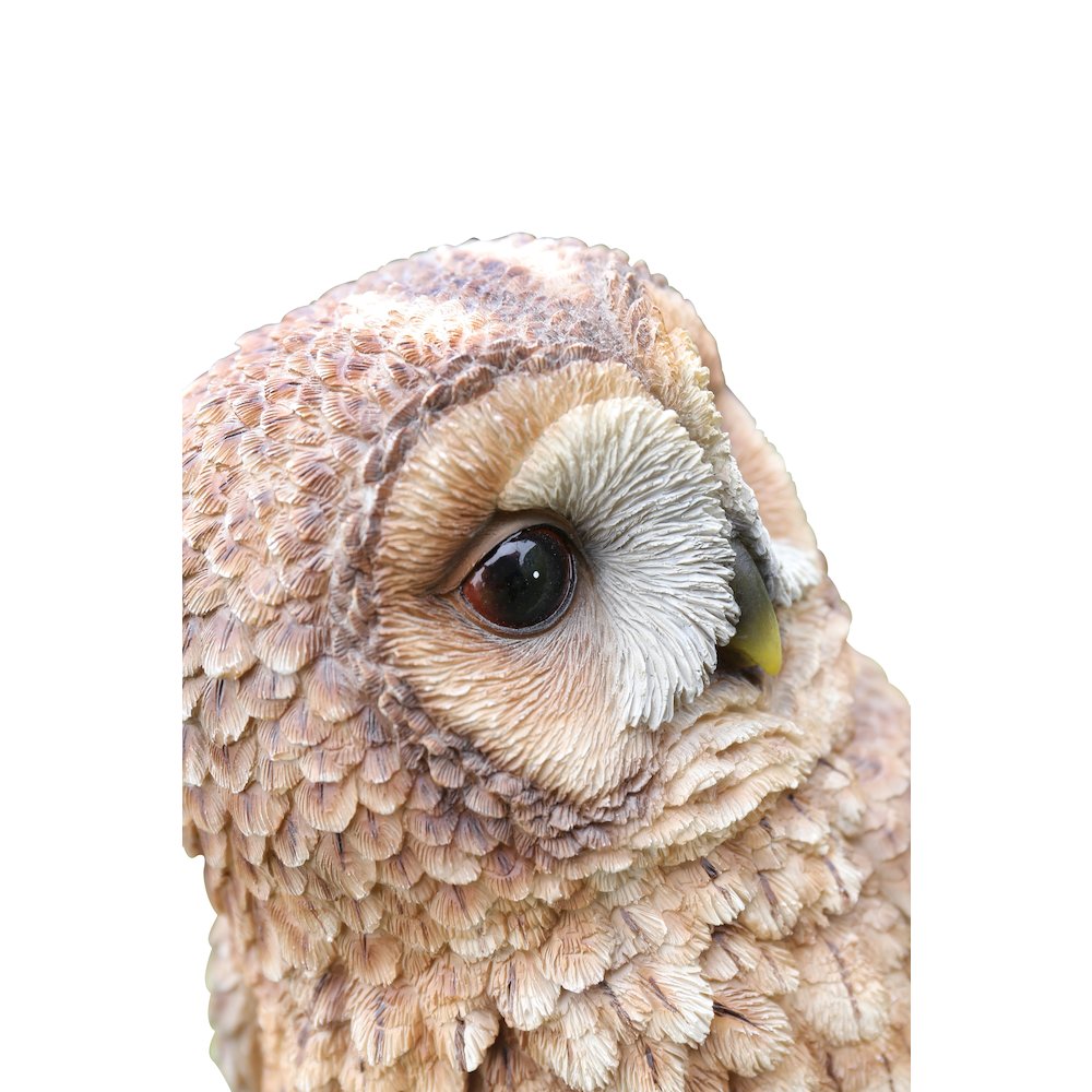 Brown Owl On Stump