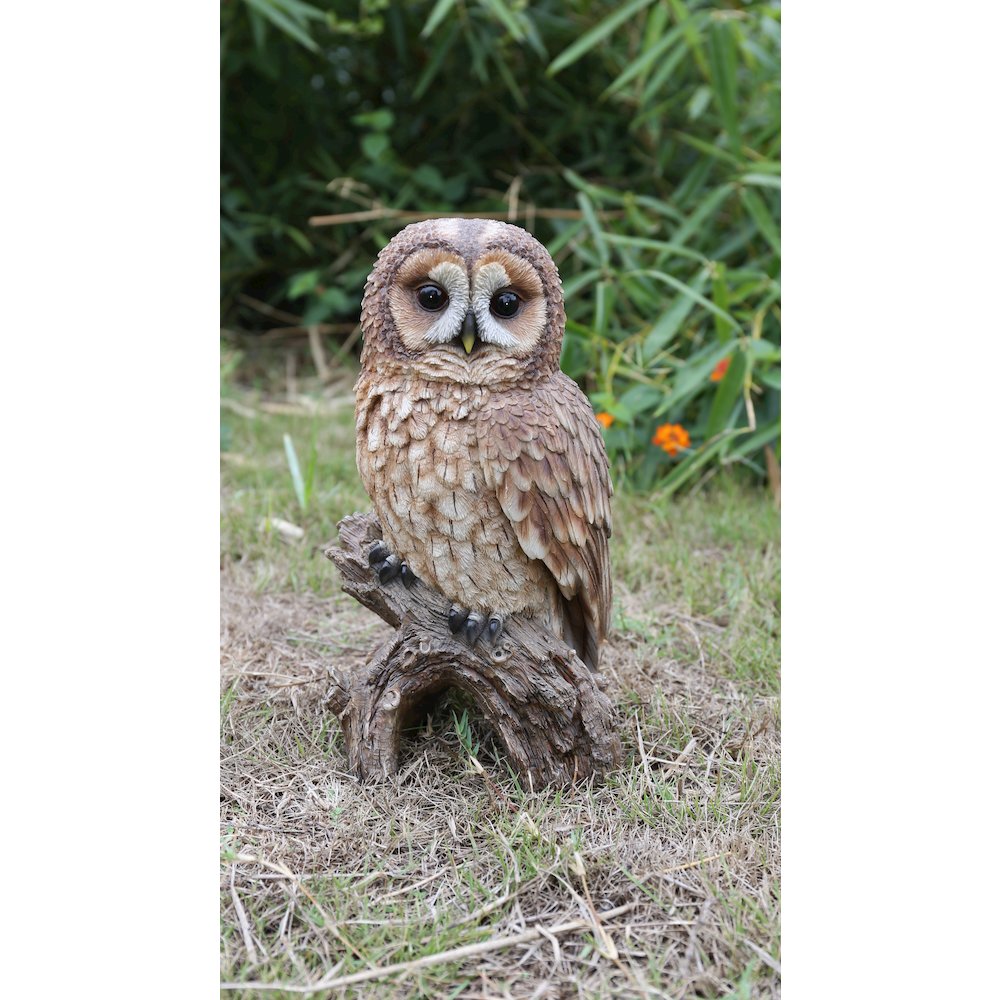 Brown Owl On Stump