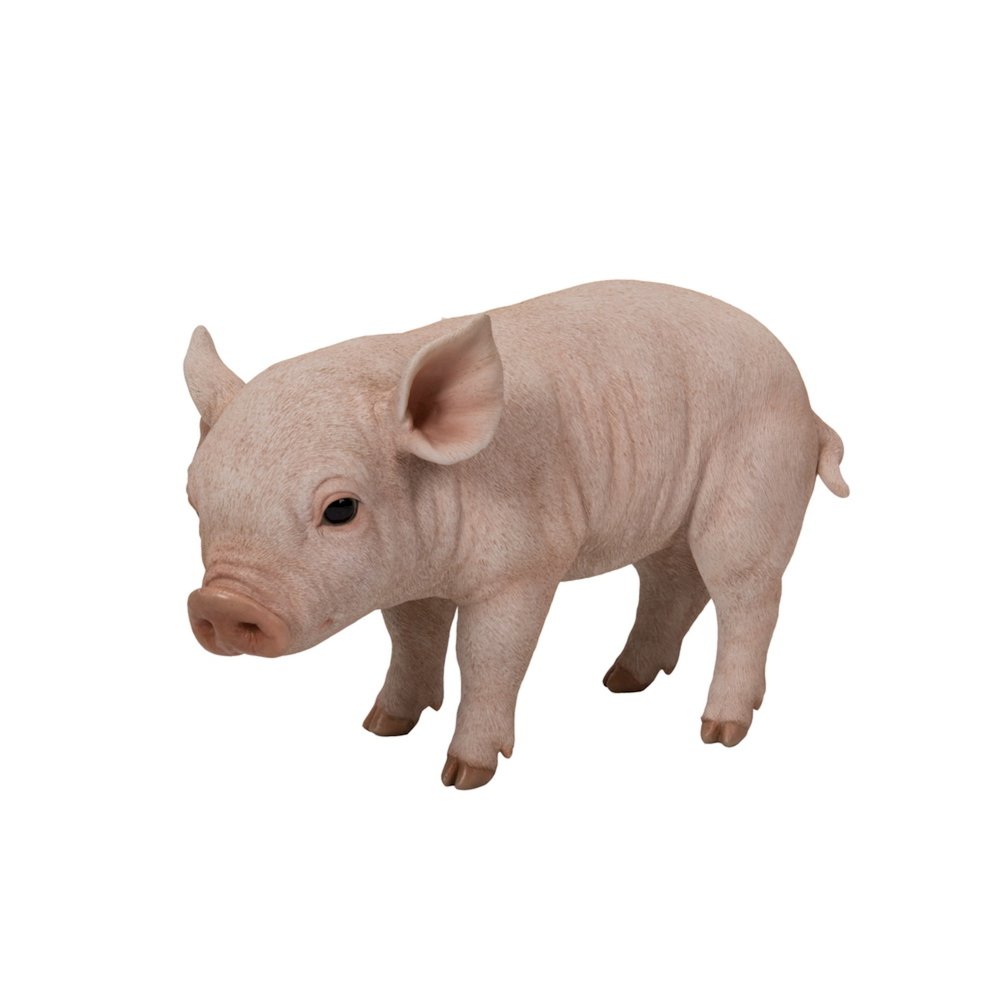 Standing Baby Pig