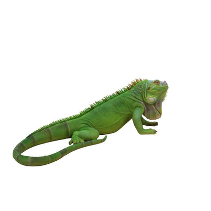 Lizard Iguana