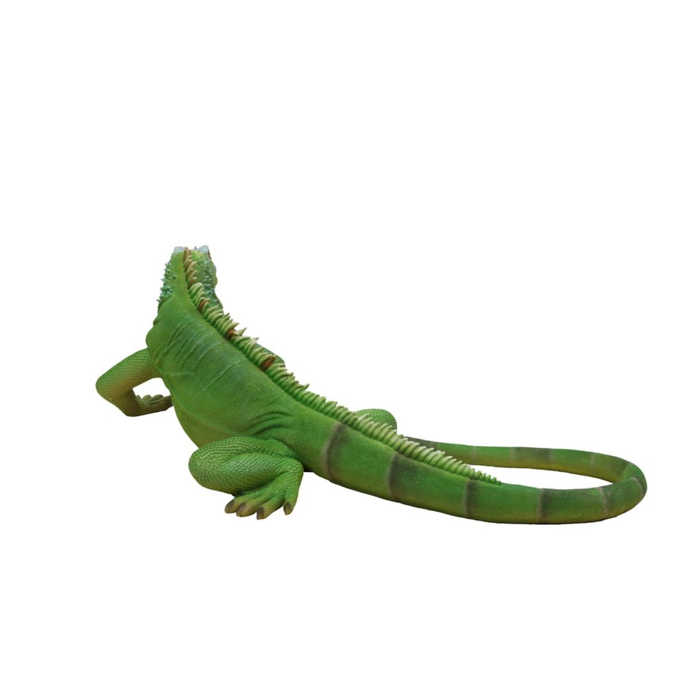 Lizard Iguana