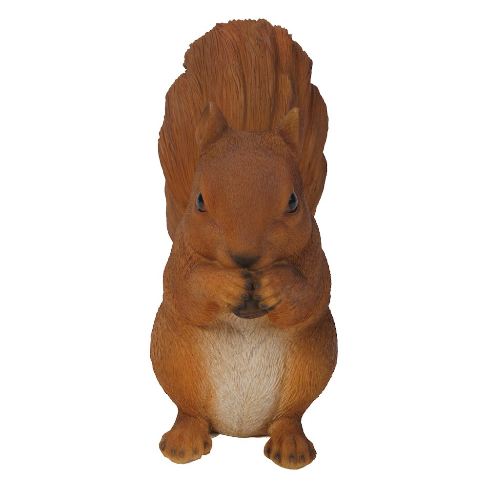 Brown Squirrel Eating