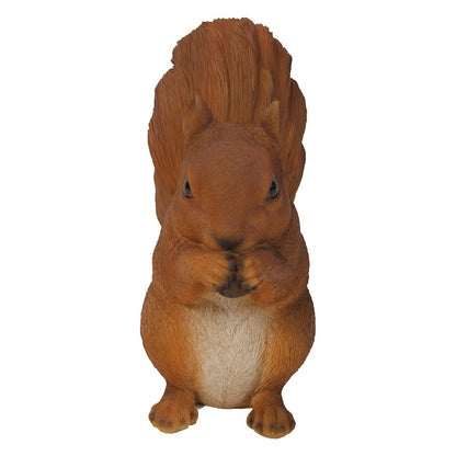 Brown Squirrel Eating