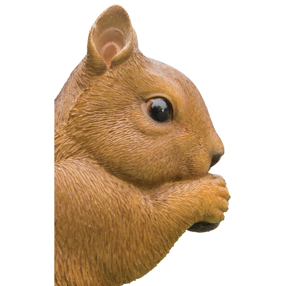 Brown Squirrel Eating