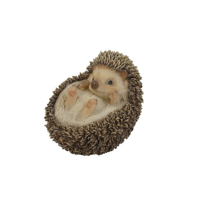 Hedgehog On Its Back