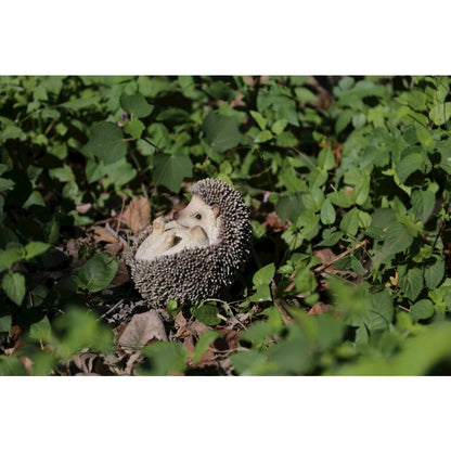 Hedgehog On Its Back