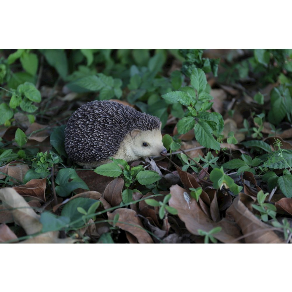 Sitting Hedgehog