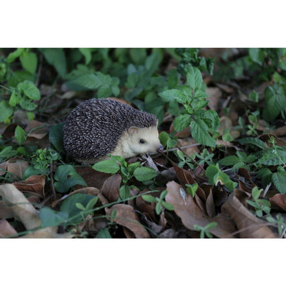 Sitting Hedgehog