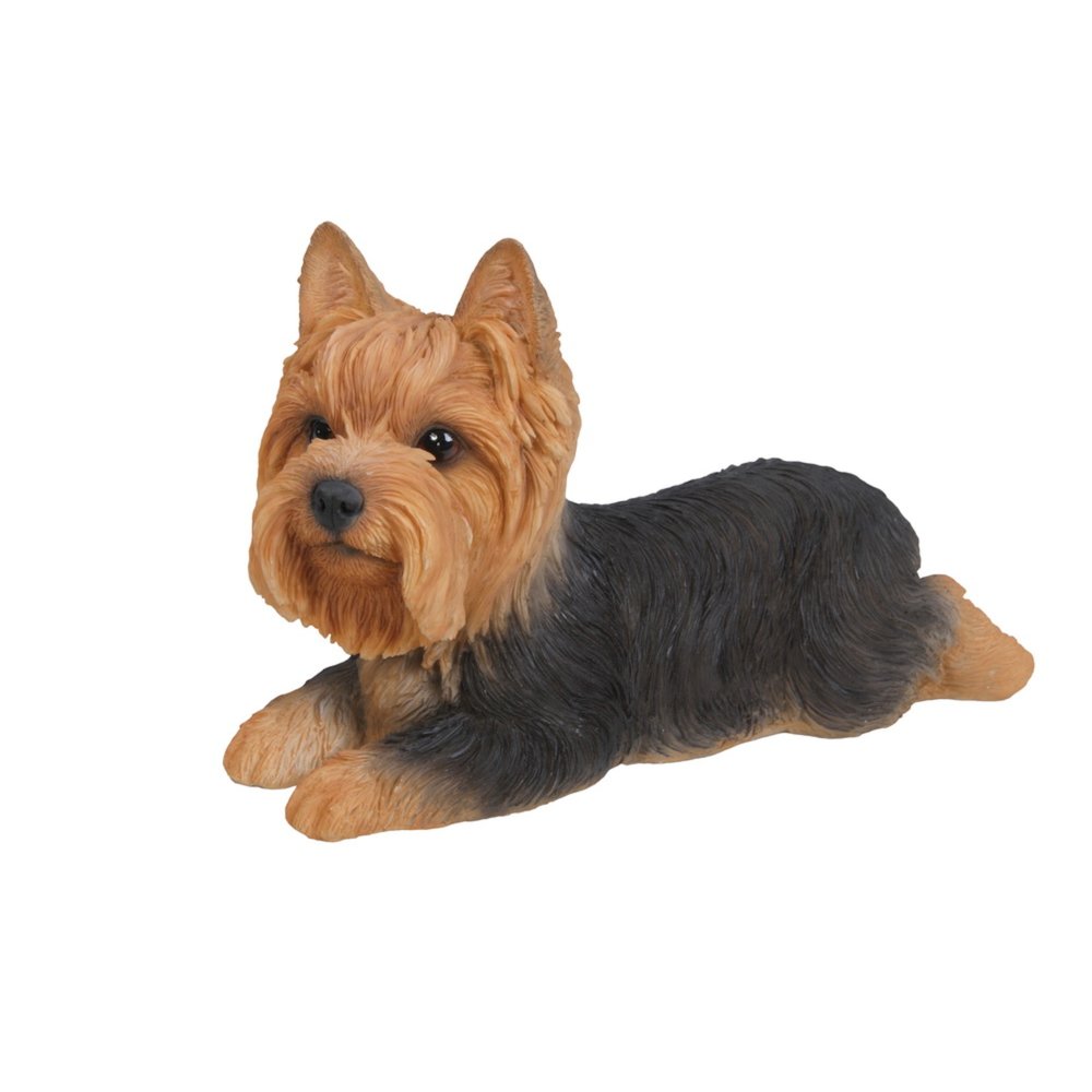 Yorkshire Terrier Lying Down