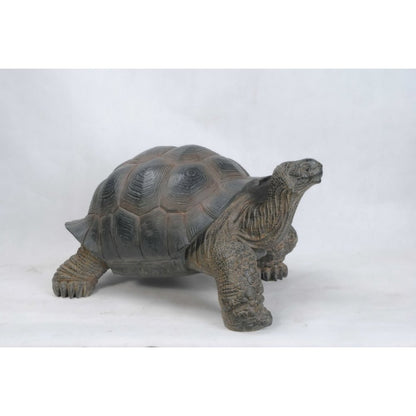 Xl Tortoise