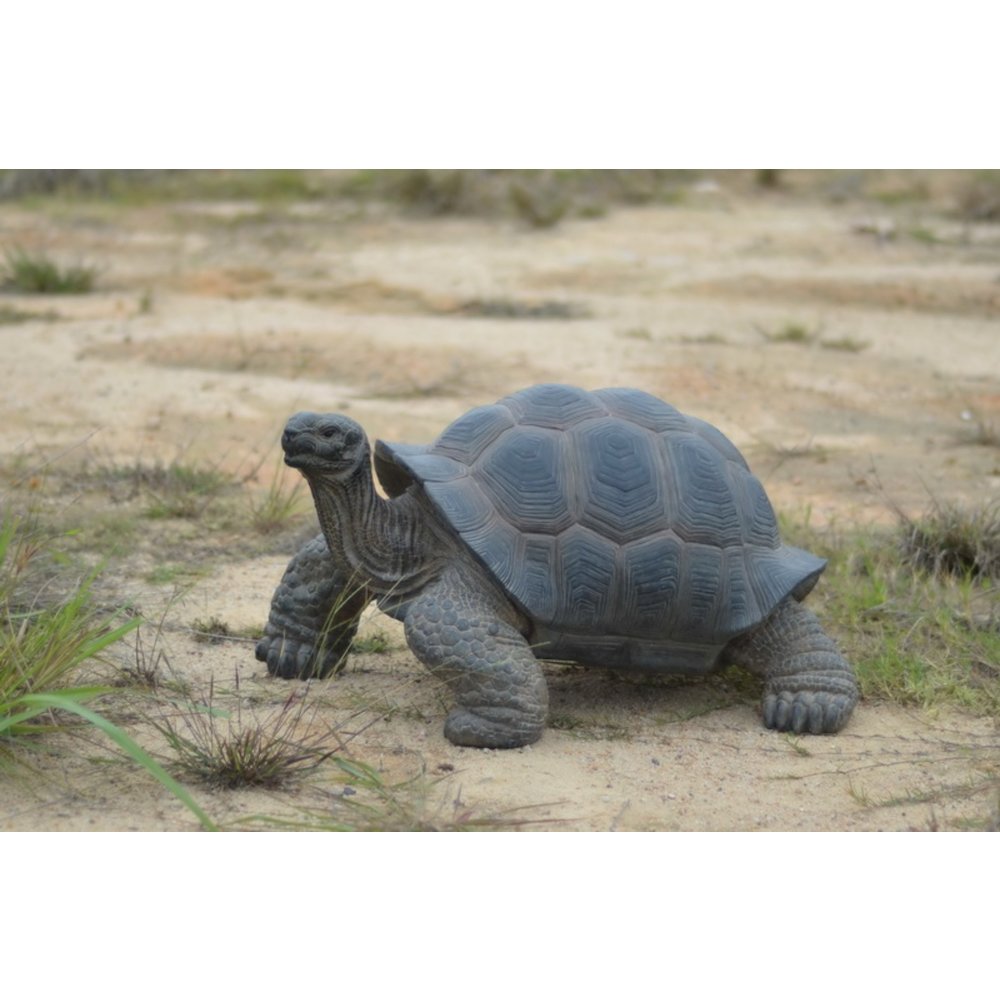 Xl Tortoise