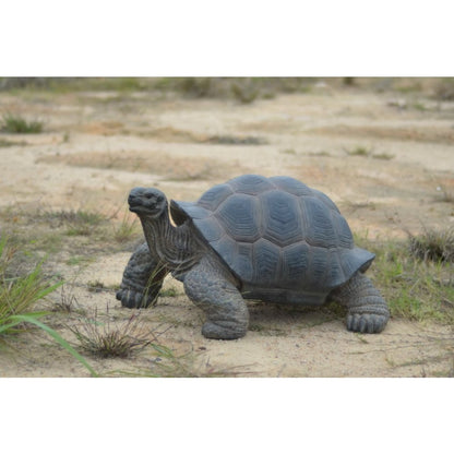 Xl Tortoise