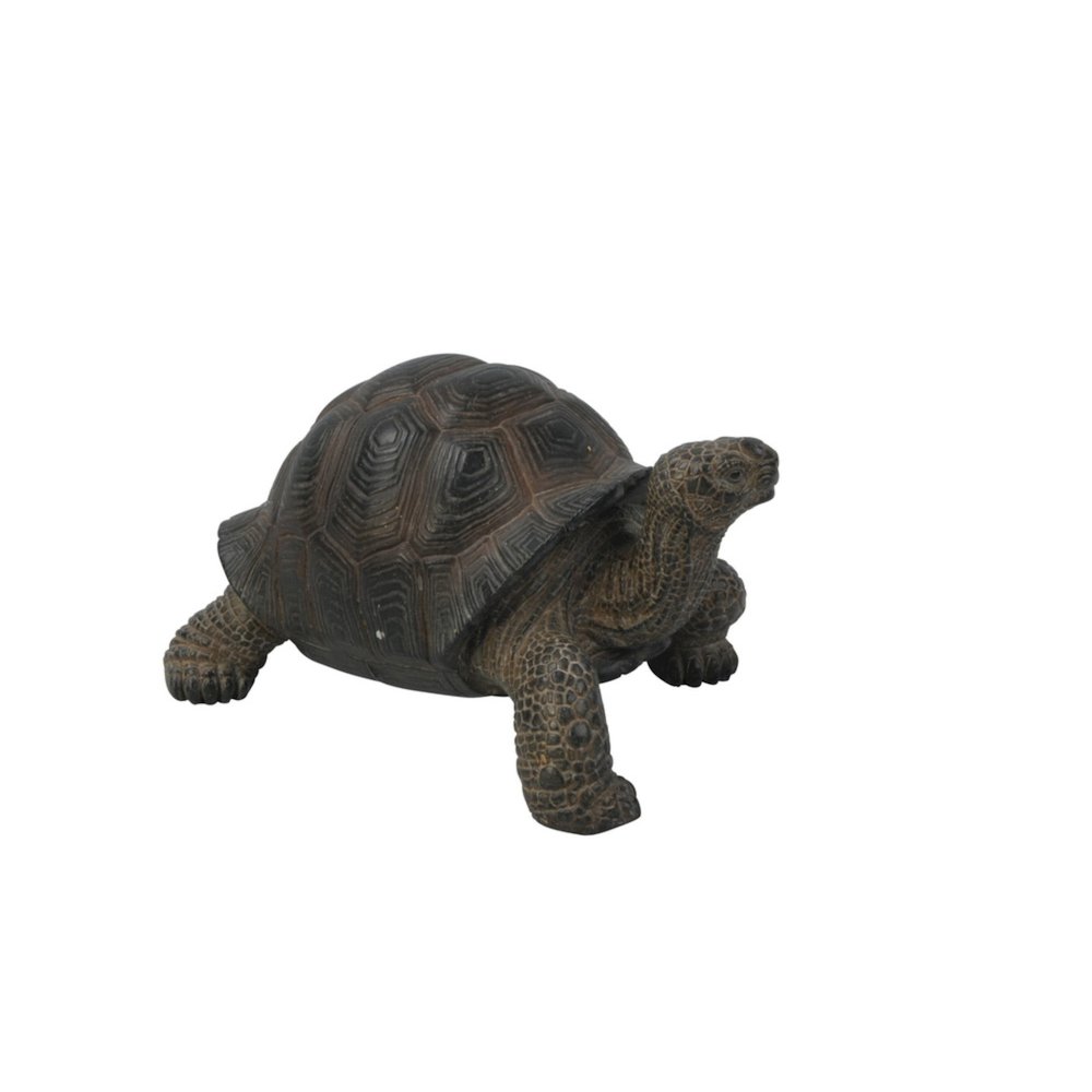 Small Tortoise