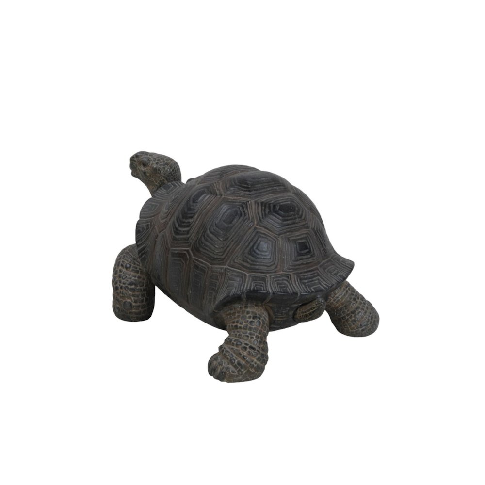Small Tortoise