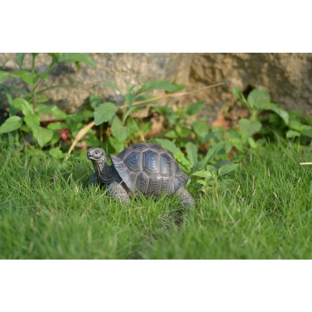 Small Tortoise