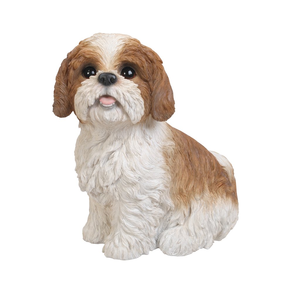 Brown & White Shih Tzu Sitting
