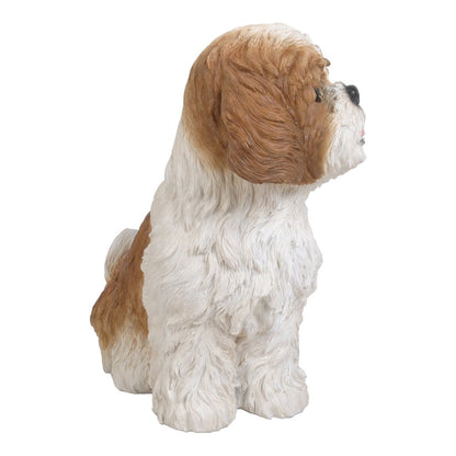 Brown & White Shih Tzu Sitting