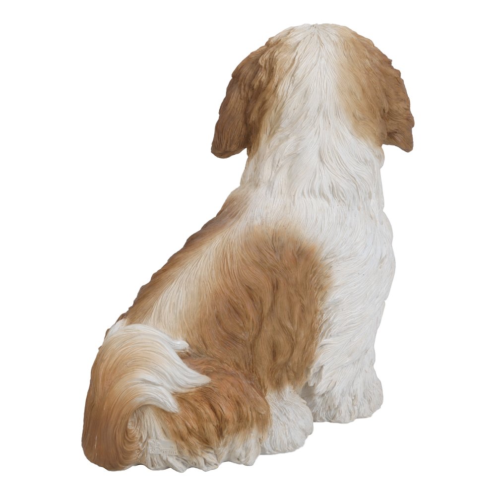 Brown & White Shih Tzu Sitting