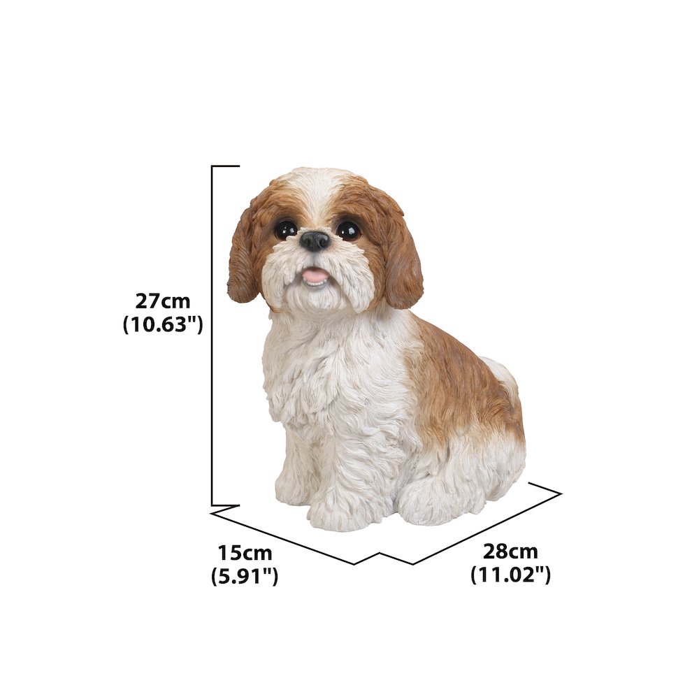 Brown & White Shih Tzu Sitting