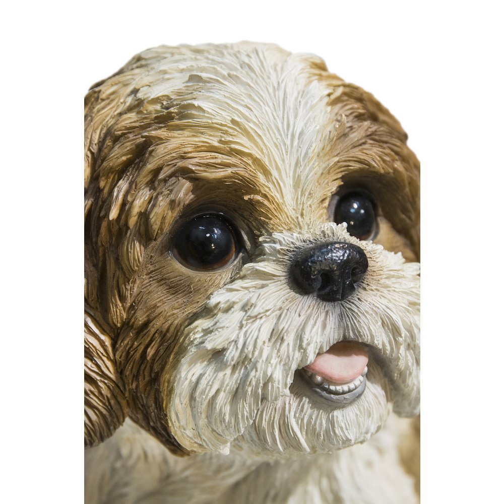 Brown & White Shih Tzu Sitting