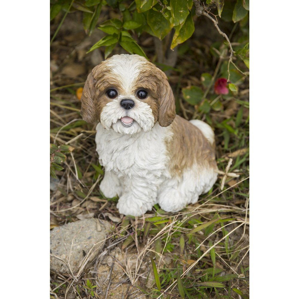 Brown & White Shih Tzu Sitting