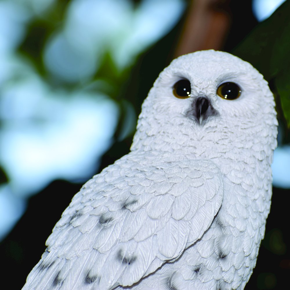 Small Snowy Owl On Stump