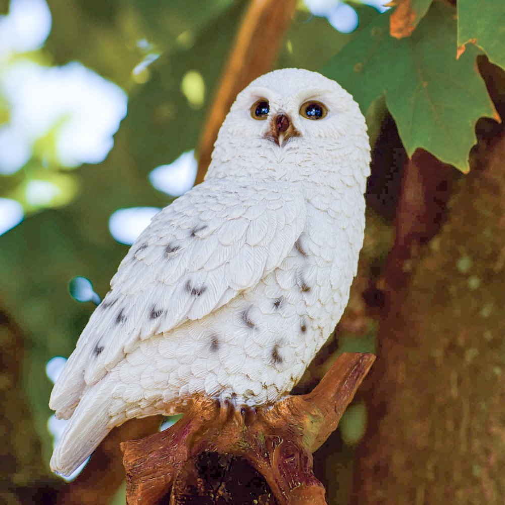 Small Snowy Owl On Stump